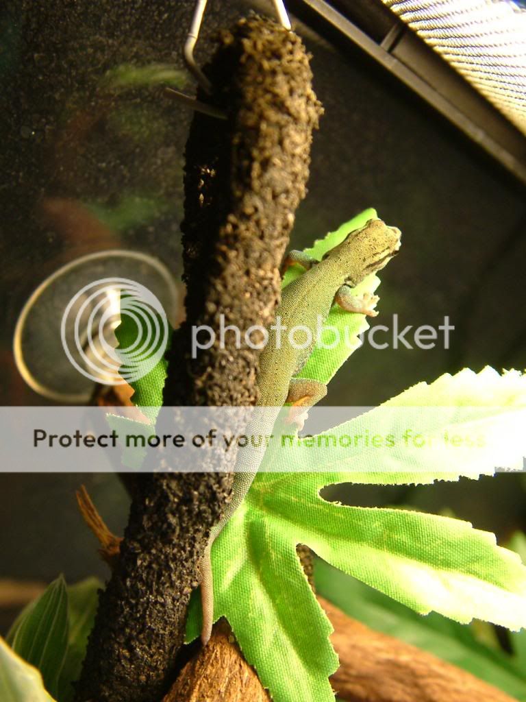 L.Williamsi (electric blue day geckos) Reptile Forums